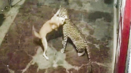 Leopard lauert Hund auf – doch die Raubkatze erlebt eine Überraschung