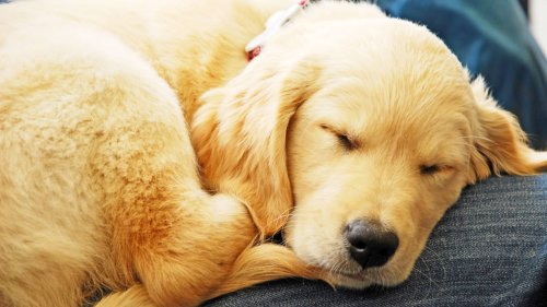 What is Your Dog Dreaming About When it Cries?