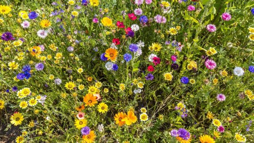 Wildblumenwiese anlegen und pflegen: So helfen Sie Bienen und Schmetterlingen