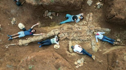 "Wissenschaftlicher Durchbruch": Hobby-Forscherinnen finden 100 Millionen Jahre altes Dinosaurier-Skelett