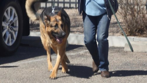 Woran starb der Hund von Gene Hackman und seiner Ehefrau? 