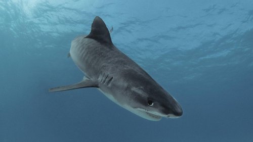 Schwimmer in ägyptischem Badeort Hurghada von Hai getötet
