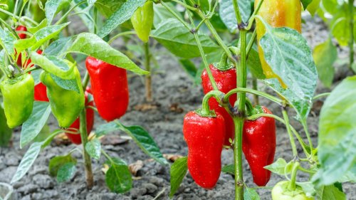 Paprika pflanzen: Wie man die sensiblen Sonnenanbeter zum Reifen bringt