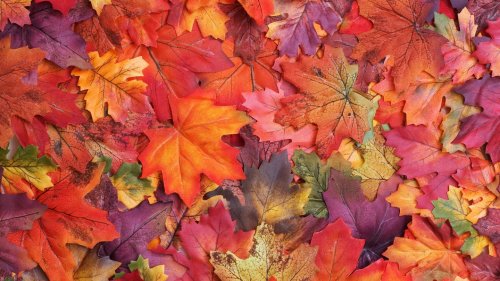 Gelb, Orange, Rot: Darum verfärben sich die Blätter im Herbst