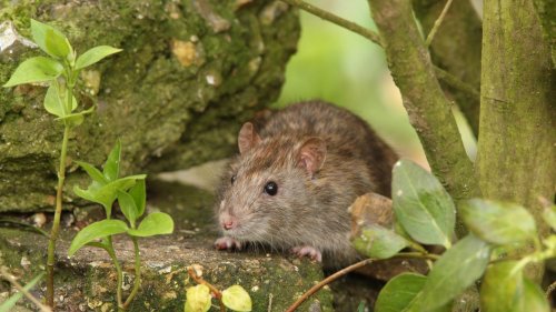 Ratten vertreiben: So schlagen Sie die Nagetiere in die Flucht