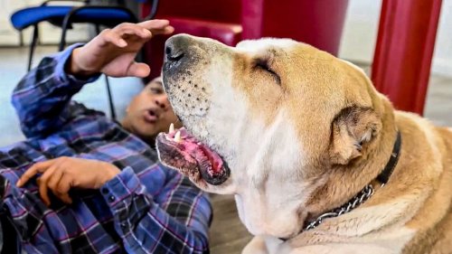 XXL-Hund Kenzo wiegt so viel wie ein erwachsener Mann – Passanten halten ihn für einen Löwen