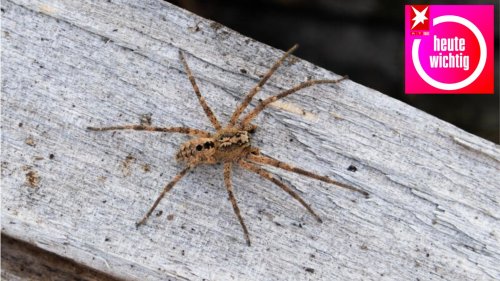 Die Nosferatu-Spinne war erst der Anfang: Wie der Klimawandel immer mehr Tiere anlockt