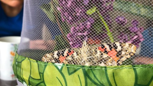 Schmetterlinge züchten: Von einer faszinierenden Metamorphose im Wohnzimmer