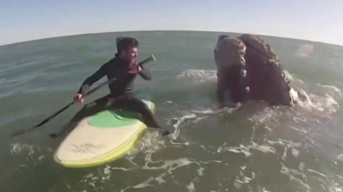 Unvergessliche Begegnung: Zwei Wassersportler paddeln eine Stunde lang neben Walen
