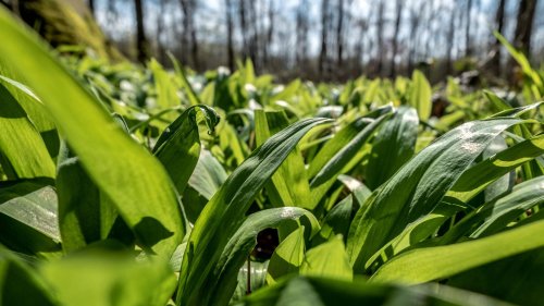 Jetzt Bärlauch ernten: Wie man das Wildkraut erkennt und richtig pflückt
