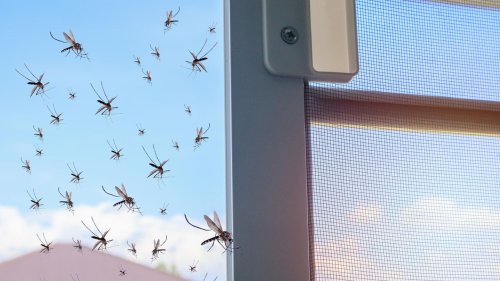 Fliegengitter für Türen (ohne Bohren) für 10 statt 22 Euro: Garten-Deals am Dienstag