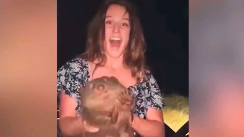 Influencerin verteidigt sich nach umstrittenem Wombat-Video