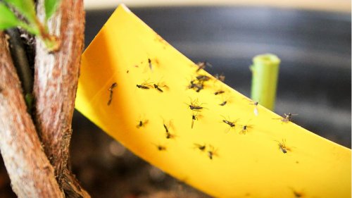 Trauermücken bekämpfen: So werden Sie die fliegenden Schädlinge wieder los