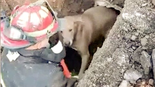 Stundenlang eingesperrt: Feuerwehrmänner befreien Hund aus Abflussrohr