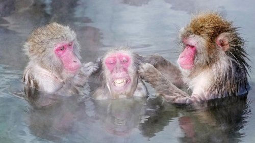 Erstmals Affenweibchen Chefin – Paarungszeit stellt Status auf die Probe