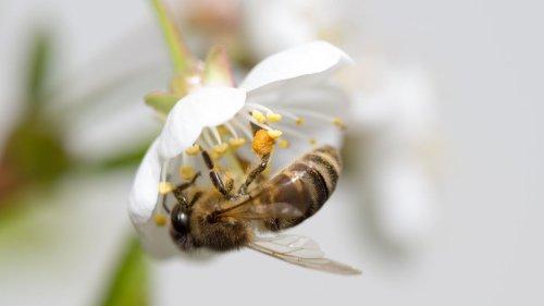Bienenfreundliche Balkonblumen: So unterstützen Sie die Nützlinge