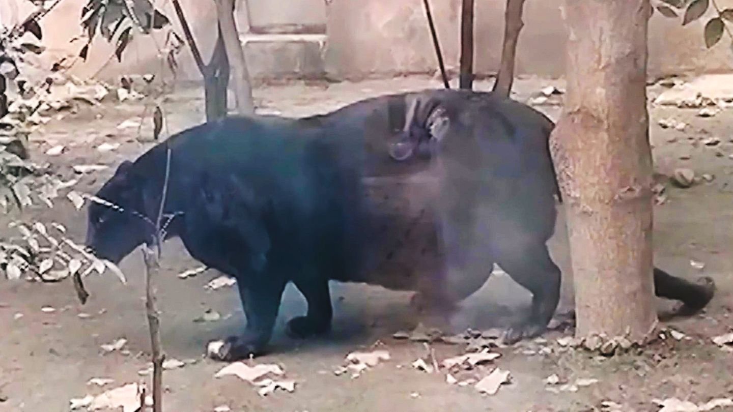 XXL-Raubkatze schockiert Zoo-Besucher