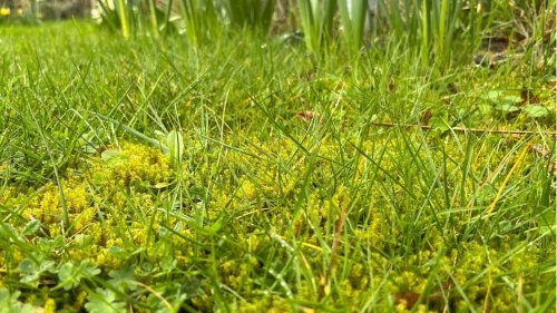 Moos im Rasen: Eine Handvoll Tipps gegen den lästigen Filz