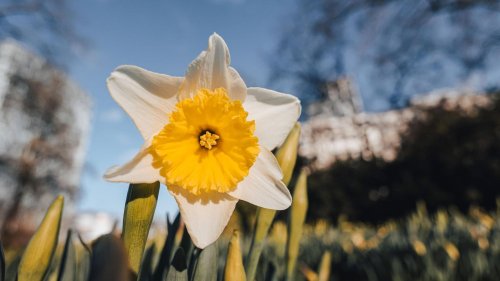 Warum heute (schon wieder) Frühlingsanfang ist