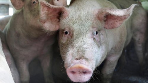 Schwein tötet Metzger mit Hackbeil, als es gerade geschlachtet werden sollte