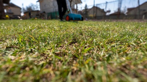 42 % Rabatt auf Rasendünger plus Unkrautvernichter: Garten-Deals am Freitag