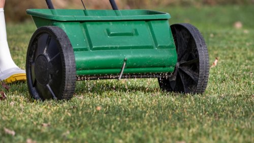 Bio Rasendünger fürs Frühjahr zum halben Preis: Top Garten-Deals am Montag