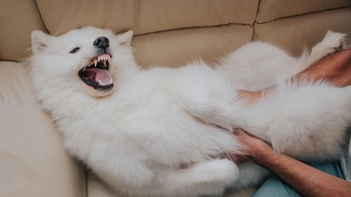 Stress oder Freude? Warum wir unsere Hunde ständig falsch verstehen
