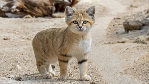 Katzen der Wüste und des Dschungels – diese Arten sind wenig bekannt