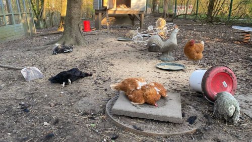 Serie grausamer Tiertötungen erschüttert Kinderhilfe-Verein seit Jahren