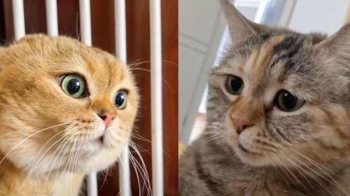 Phonetik-Expertin klärt auf: Was Katzen meinen, wenn sie "Olololol" sagen