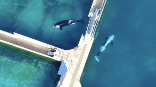 Orcas in verwaistem Wasserpark zurückgelassen