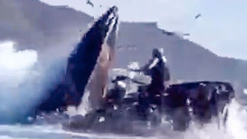 Buckelwal verschlingt zwei Frauen auf Kajak – ist das unglaubliche Video wirklich echt? 