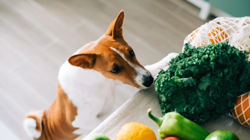 20.000 Pfund Strafe bei vegetarischer Ernährung von Hunden