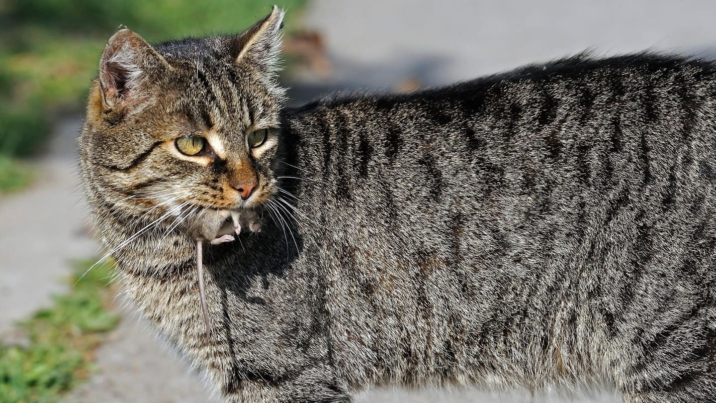 Warum Katzen lebendige Mäuse nach Hause bringen – es sind keine "Geschenke"
