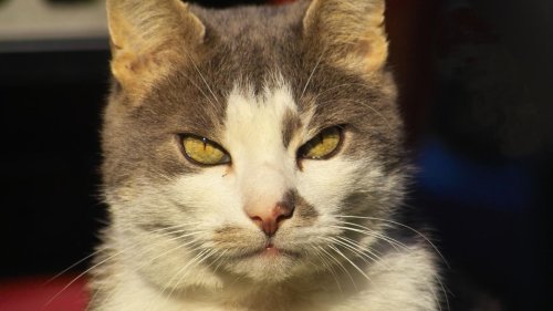 Warum Katzen die Nähe von Menschen suchen, die keine Katzen mögen