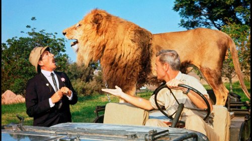 Diese Tiere schrieben Filmgeschichte
