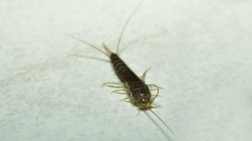Silberfische in Bad und Küche: Wie wird man die Insekten wieder los?