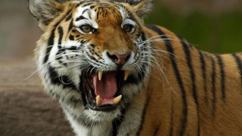 Tiger in Ostwestfalen beißt Zoo-Mitarbeiterin krankenhausreif