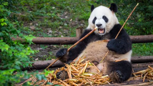 Tolle Tierwelt – wer hat hier eigentlich die Hosen an?