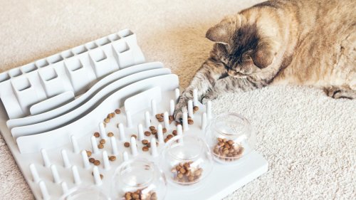 Intelligenzspielzeug für Katzen: Darum ist die Anschaffung sinnvoll