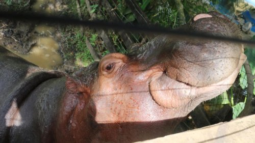 Pablo Escobar flog sie ein: Umsiedlung von "Koks-Hippos" wird Millionensumme kosten