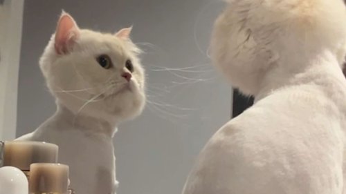 Von der neuen Frisur "geschockt": Katze blickt fassungslos in den Spiegel