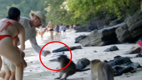 Dumme Touristen-Aktion: Influencer lockt erst Affen an und muss dann seinen Sohn vor Bissen retten