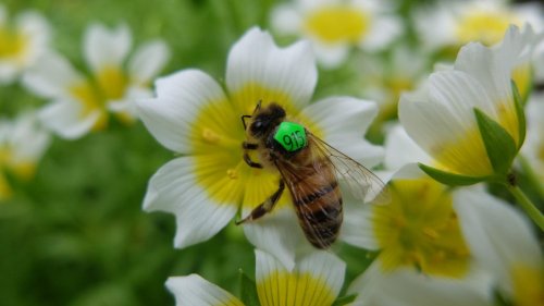 Haben Bienen ein Bewusstsein? Die verblüffenden Talente der sozialen Insekten 