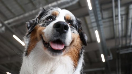 Frau findet menschliche Zehen in Hunde-Erbrochenem – und will sie verkaufen