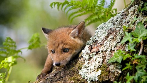 Im Osterfeuer verbrennen viele Wildtiere – Fuchs-Baby knapp gerettet