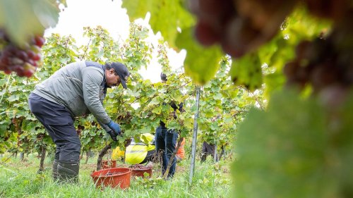 Europas Klimaflüchtlinge sind bald ... Weinbauern?!