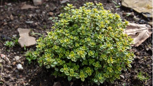 Immergrüne Bodendecker: Diese Pflanzen setzen im Winter kleine Farbakzente