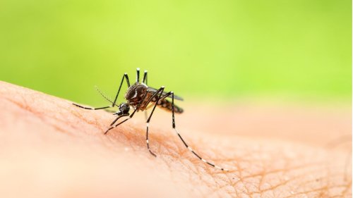 Mücken vertreiben: So schützen Sie sich vor stechenden Insekten