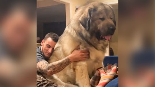 Gewaltiger Vierbeiner: Riesen-Hund "Yogi" besetzt das Familiensofa